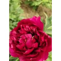 牡丹，牡丹苗，觀賞牡丹，芍藥，觀賞芍藥