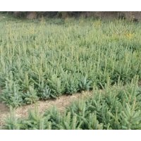 云杉,馬尾松 常年供應(yīng)10x20原床苗，30x50.50x80，80X1米等各種規(guī)