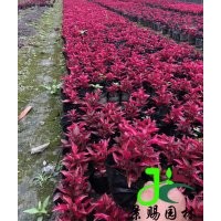 成都中國(guó)紅批發(fā)基地