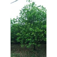 本公司長(zhǎng)期供應(yīng)樸樹(shù)，榔榆，欒樹(shù)，黃連木，桂花樹(shù)，香樟，香泡，