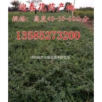 金焰繡線菊.連翹.迎春.棣棠.紅瑞木，金邊黃楊