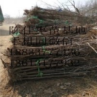 各種規(guī)格棗樹果苗