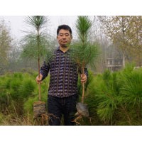 80公分濕地松營(yíng)養(yǎng)杯苗供應(yīng)