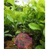 供應(yīng)火力楠苗-火力楠袋苗