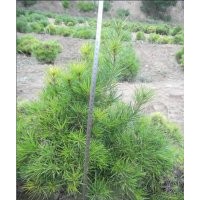 柏、油松（容器袋）、白皮苗、國槐、冬青、雪松