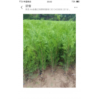 大量供應樟子松大小苗800萬株，各種大小葡萄苗500萬株，各種規(guī)格