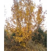 提供各種規(guī)格苗木 油松，云杉，樟子松，蒙古礫，五角楓，白樺，