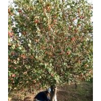 八棱海棠樹 八棱海棠基地 八棱海棠樹管理