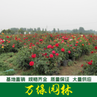 品種月季 豐花月季