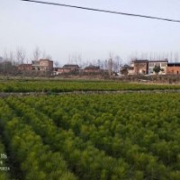 米徑10公分濕地松供應 價格實惠認準隨州希望苗圃