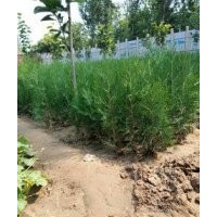 營養(yǎng)杯側(cè)柏