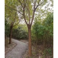 南通自家農(nóng)莊搬遷處理香樟，石楠，女貞，瓜子黃楊，四季桂，水杉