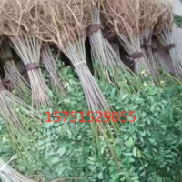 宿遷 紫穗槐小苗 大量現(xiàn)貨供應(yīng) 包成活 包發(fā)貨