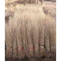 甘肅沙棗苗批發(fā)|供應(yīng)|價(jià)格