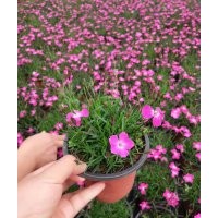 歐石竹批發(fā)基地 歐石竹價格