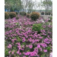 毛鵑小苗批發(fā)基地 毛杜鵑工程苗子價(jià)格