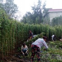 油麻藤工程苗子批發(fā)基地 油麻藤價格