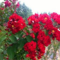 美國紅火箭紫薇 美國三紅紫薇 大紅紫薇小苗紅花紫薇苗 盆栽紫薇