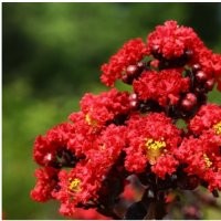 丹紅紫葉紫薇 雙紅紫薇 紫薇新品 紫薇小苗 大紅紫薇 紫薇樹苗