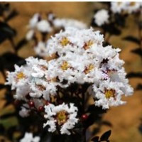 美國雙紅紫薇 銀輝紫葉紫薇 美國紫薇 紫薇小苗營養(yǎng)杯苗 包成活