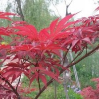 正宗日本紅楓紅絲帶 紅舞姬苗 紅楓小苗紅楓苗 苗木包成活