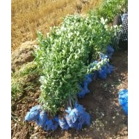 河北衡水出售60衛(wèi)矛