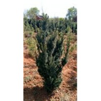 大量銷(xiāo)售曼地亞紅豆杉0.5-2米