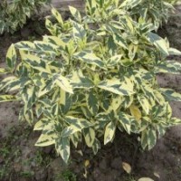 歐洲彩葉女貞 耐寒 耐水濕 江西彩葉女貞 女貞樹苗價格 圖片 詳細(xì)