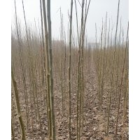 自種楸樹 直生根