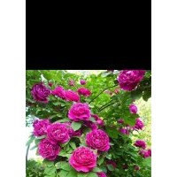 定州孫彬月季基地