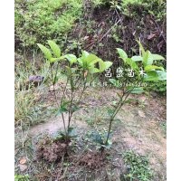 大量供應(yīng)四季桂