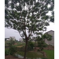 供應(yīng)藍(lán)花楹8---25公分的,皂角樹30---63公分的,白果30公分的