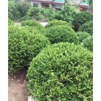 冠幅80公分瓜子黃楊球價格18元