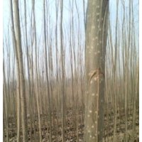 107楊樹苗|速生楊|107種條|山東臨清綠源楊樹苗種植基地