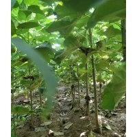 楸樹 楸樹規(guī)格齊全 周口楸樹 淮陽楸樹