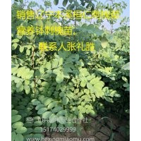 供應(yīng)一年生刺槐苗 一年生刺槐容器苗 遼寧刺槐苗