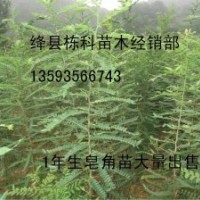 1年生皂角苗大量低價出售