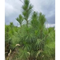 20-200公分濕地松苗供應(yīng)__湖北美洋洋綠化工程