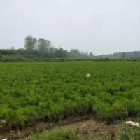 包成活 供應(yīng)1-2米高濕地松移栽苗 價格實惠