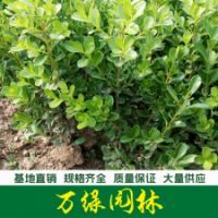 小葉黃楊 小葉黃楊苗