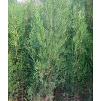 1米側(cè)柏苗大量出售=營(yíng)養(yǎng)杯側(cè)柏苗