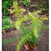 禿杉袋苗 禿杉地苗 禿杉苗