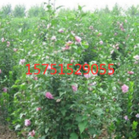 【木槿小苗】最新木槿小苗_價格_圖片