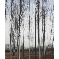 自家新疆楊樹苗出售
