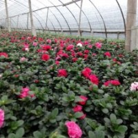 西洋鵑杯苗批發(fā)基地 西洋鵑小苗價格 13杯西洋鵑