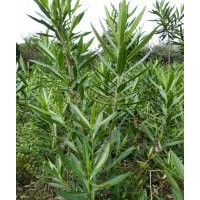 夾竹桃批發(fā)基地價格 夾竹桃工程苗木