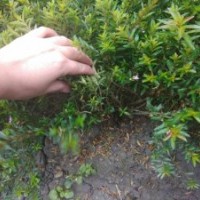 滿天星小苗批發(fā)基地 滿天星苗子價格