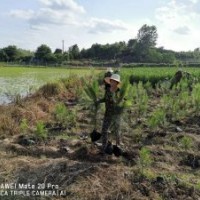 深圳濕地松_汕頭濕地松苗供應(yīng)-隨州希望苗圃