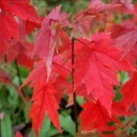 正宗美國紅楓紅點紅楓樹苗 美國紅楓小苗 紅楓苗 日本紅楓苗