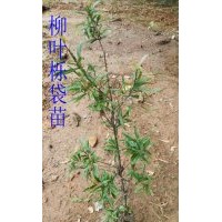 柳葉櫟袋苗 柳葉櫟苗